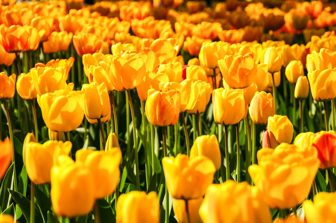 Hollandse Glorie